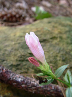 Spigelia gentianoides (Purpleflower pinkroot)