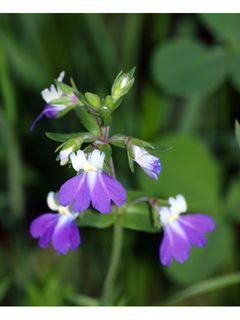 Collinsia violacea (Violet blue-eyed mary)