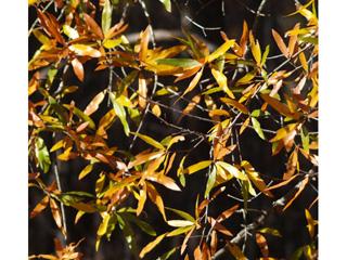 Quercus phellos (Willow oak)