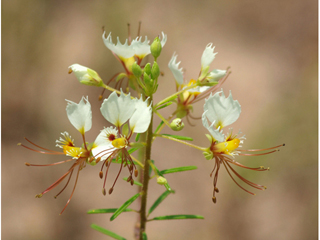 Polanisia erosa ssp. erosa (Large clammyweed)