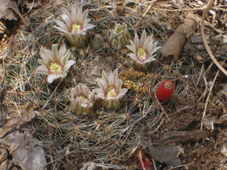 Mammillaria heyderi var. heyderi (Little nipple cactus)