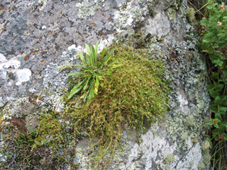 Arenaria livermorensis (Livermore sandwort)