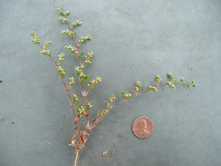 Paronychia jonesii (Jones' nailwort)