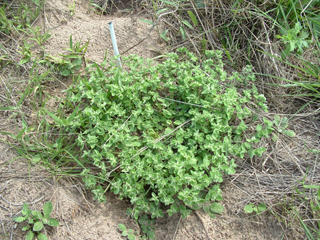 Euphorbia innocua (Velvet spurge)