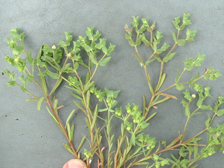 Euphorbia peplidion (Low spurge)