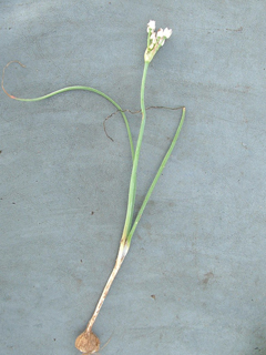 Allium runyonii (Runyon's onion)