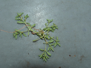 Houstonia croftiae (Croft's bluet)