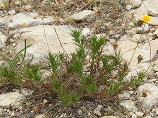 Thymophylla pentachaeta var. pentachaeta (Parralena)