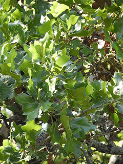 Quercus marilandica var. marilandica (Blackjack oak)