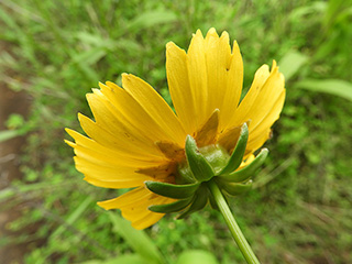 Coreopsis grandiflora var. longipes (Largeflower tickseed)