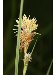 Carex meadii (Mead's sedge)