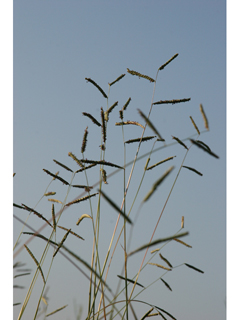 Paspalum plicatulum (Brownseed paspalum)