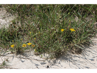 Rayjacksonia aurea (Houston camphor-daisy)