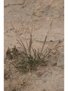 Sporobolus pyramidatus (Whorled dropseed)