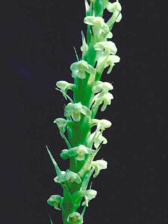 Platanthera flava var. herbiola (Palegreen orchid)