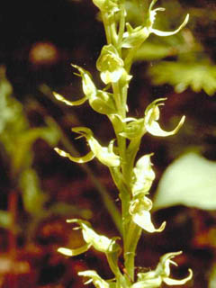 Platanthera hookeri (Hooker's orchid)