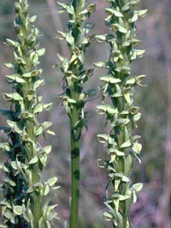 Platanthera aquilonis (Northern green orchid)