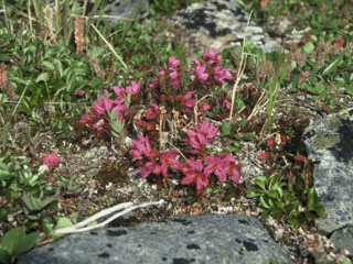 Rhododendron lapponicum (Lapland rosebay)