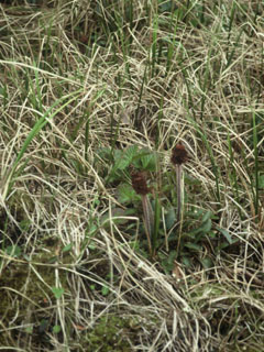 Saxifraga hieraciifolia (Stiffstem saxifrage)