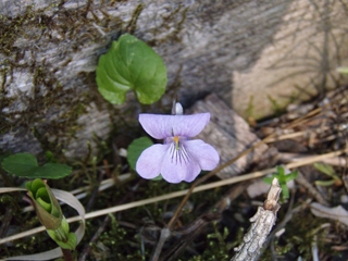 Viola epipsila (Dwarf marsh violet)