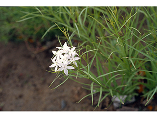 Amsonia grandiflora (Arizona bluestar)