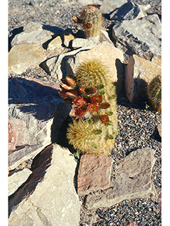 Echinocereus viridiflorus var. neocapillus (Weniger's hedgehog cactus)
