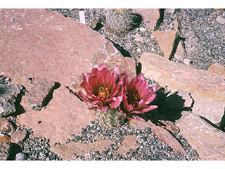 Echinocereus roetteri  neomexicanus (Lloyd's hedgehog cactus)