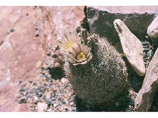 Echinomastus mariposensis (Lloyd's fishhook cactus)