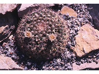 Mammillaria meiacantha (Little nipple cactus)