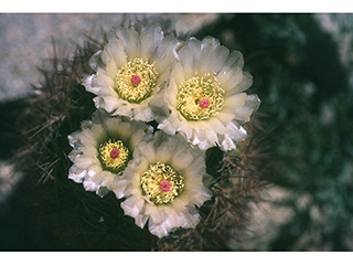 Echinomastus intertextus var. dasyacanthus (White fishhook cactus)