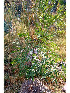 Manihot davisiae (Arizona manihot)