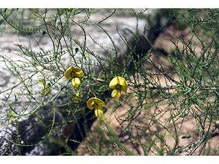 Brongniartia minutifolia (Littleleaf greentwig)