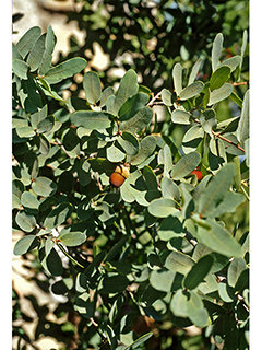 Quercus oblongifolia (Blue oak)
