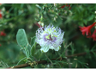 Passiflora arizonica (Arizona passionflower)