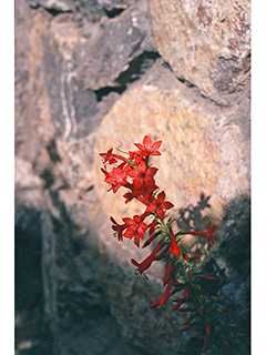 Ipomopsis aggregata ssp. formosissima (Scarlet gilia)
