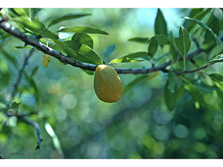 Prunus minutiflora (Texas almond)