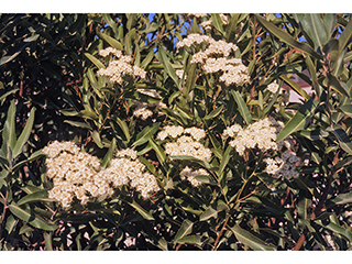Vauquelinia californica (Arizona rosewood)
