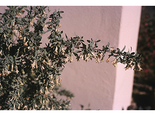 Lycium pallidum (Boxthorn)