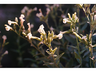 Nicotiana obtusifolia (Desert tobacco)