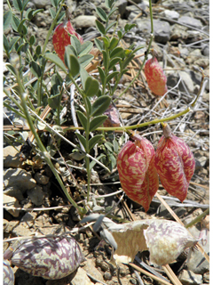 Astragalus oophorus var. clokeyanus (Egg milkvetch)