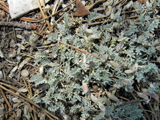 Astragalus uncialis (Currant milkvetch)