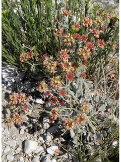 Eriogonum umbellatum var. versicolor (Sulphur-flower buckwheat)