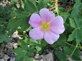 Rosa woodsii var. ultramontana (Woods' rose)