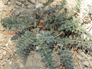 Pedicularis semibarbata var. charlestonensis (Charleston lousewort)