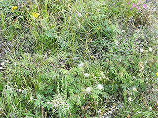 Delphinium viridescens (Wenatchee larkspur)