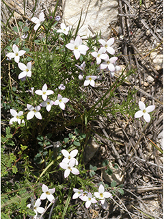 Houstonia acerosa var. acerosa (Needleleaf bluet)