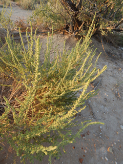 Suaeda suffrutescens var. detonsa (Desert seepweed)