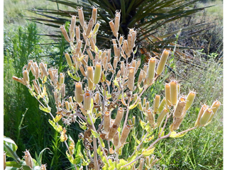 Mentzelia multiflora var. longiloba (Adonis blazingstar)