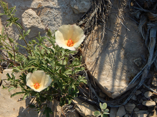Hibiscus coulteri (Desert rosemallow)