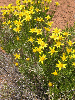 Ericameria linearifolia (Narrowleaf goldenbush)
